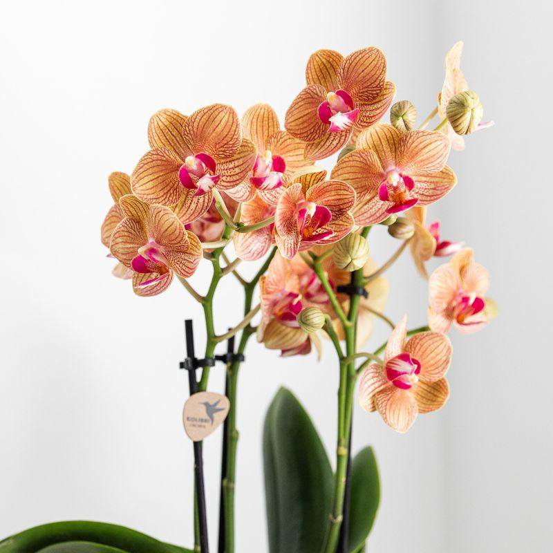 Oranje Phalaenopsis orchidee GOLD pot White  Ø9cm
