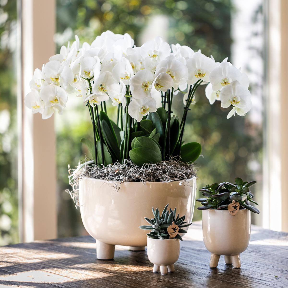 Rode Phalaenopsis orchidee pot travertine  Ø9cm