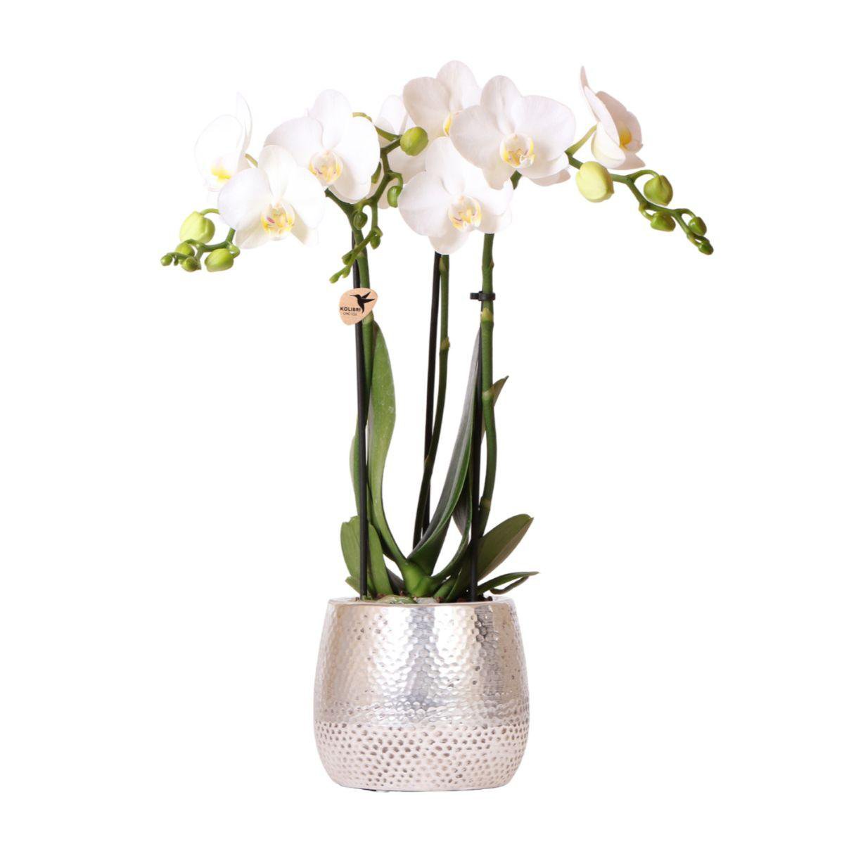 Witte Phalaenopsis orchidee luxe zilveren pot Ø9cm