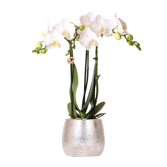 Witte Phalaenopsis orchidee luxe zilveren pot Ø9cm