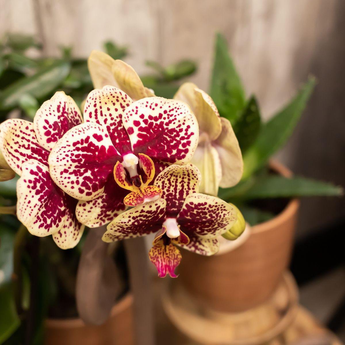 Bundel van 2 geel rode phalaenopsis orchideeën  potmaat Ø9cm