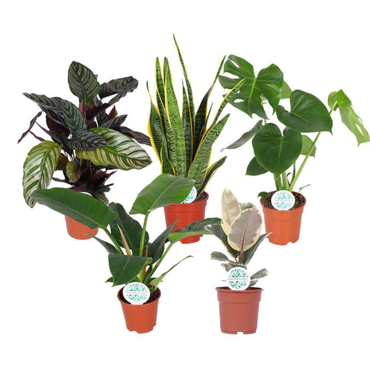 Luxe Groene Mix 5 stuks Ø17cm - H50-60cm