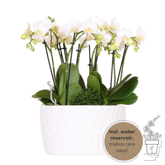 Witte orchideeënset met plantjes in Witte Keramieke schaal in incl. waterreservoir