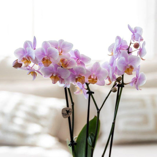 Gift set Love in Bloom Plantenset met roze Phalaenopsis Orchidee en Succulenten incl. keramieken sierpotten
