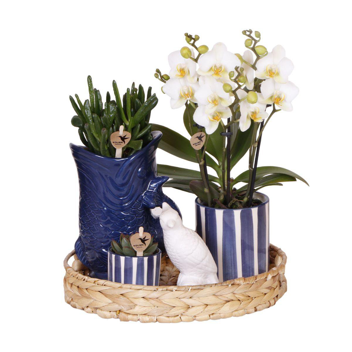 Plantenset Terra Glow Witte Phalaenopsis Orchidee Lausanne en Succulenten incl. keramieken sierpotten