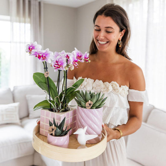Bloom & Blush Gift Set met roze Phalaenopsis Orchidee en Succulenten incl. keramieken sierpotten