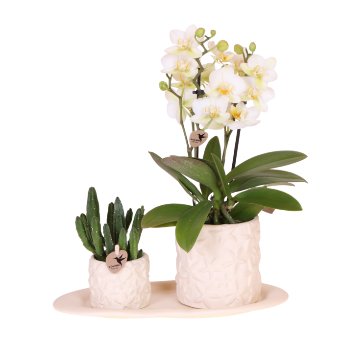 Plantenset Zeesterren small Witte Phalaenopsis Orchidee Lausanne en Succulent incl. keramieken sierpotten op wit organisch dienblad