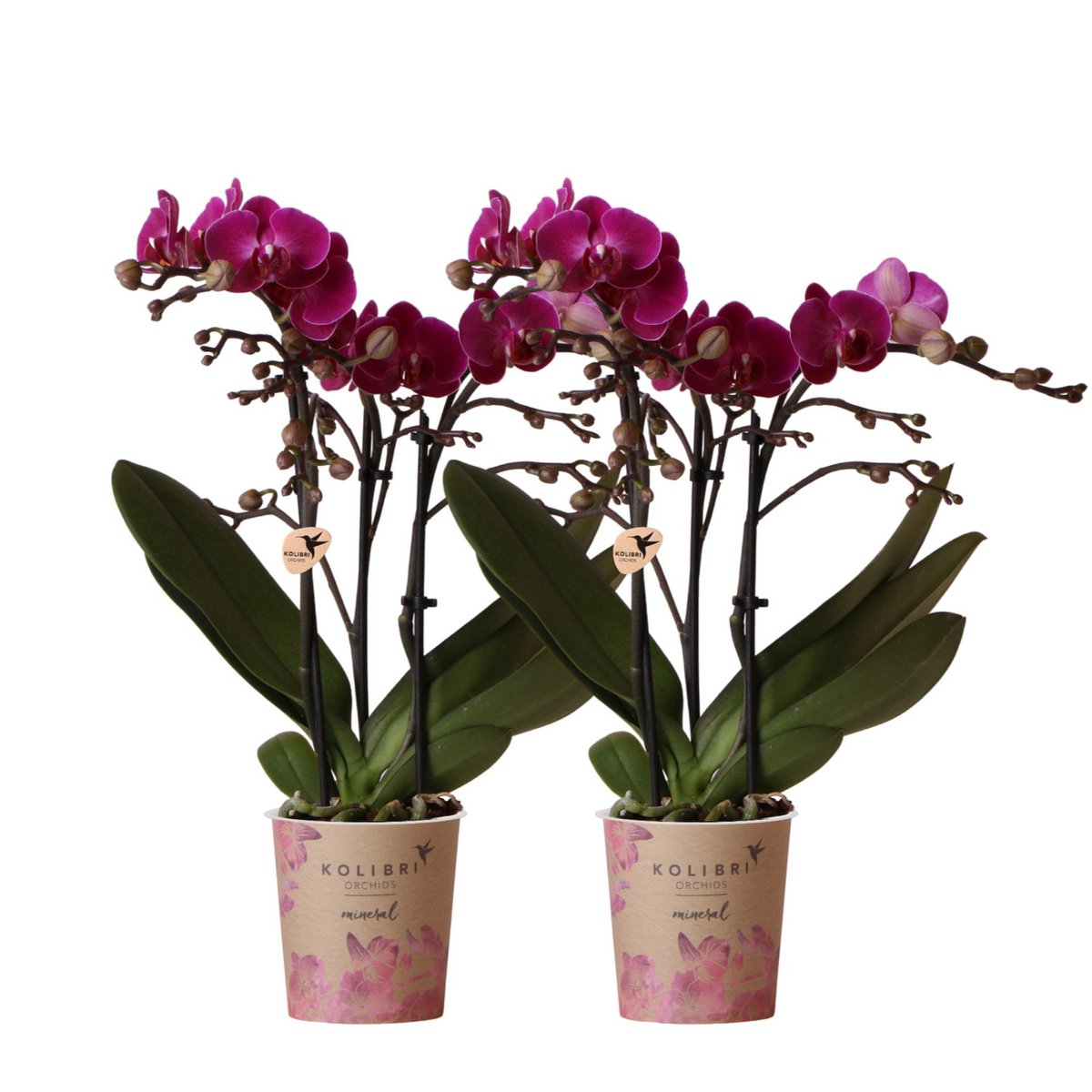 Bundel van 2 paarse phalaenopsis orchideeën potmaat Ø9cm