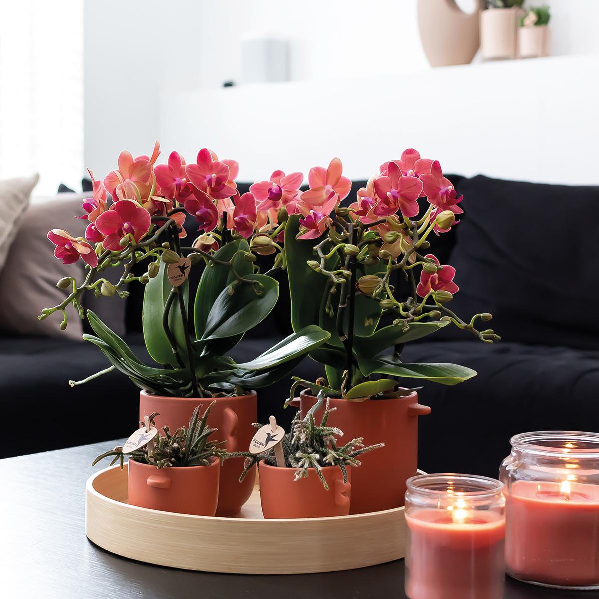 Bundel van 2 rode Phalaenopsis orchideeën potmaat Ø9cm