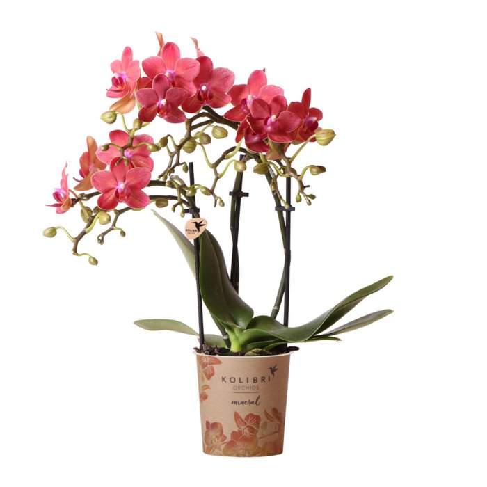 Rode Phalaenopsis orchidee potmaat Ø9cm