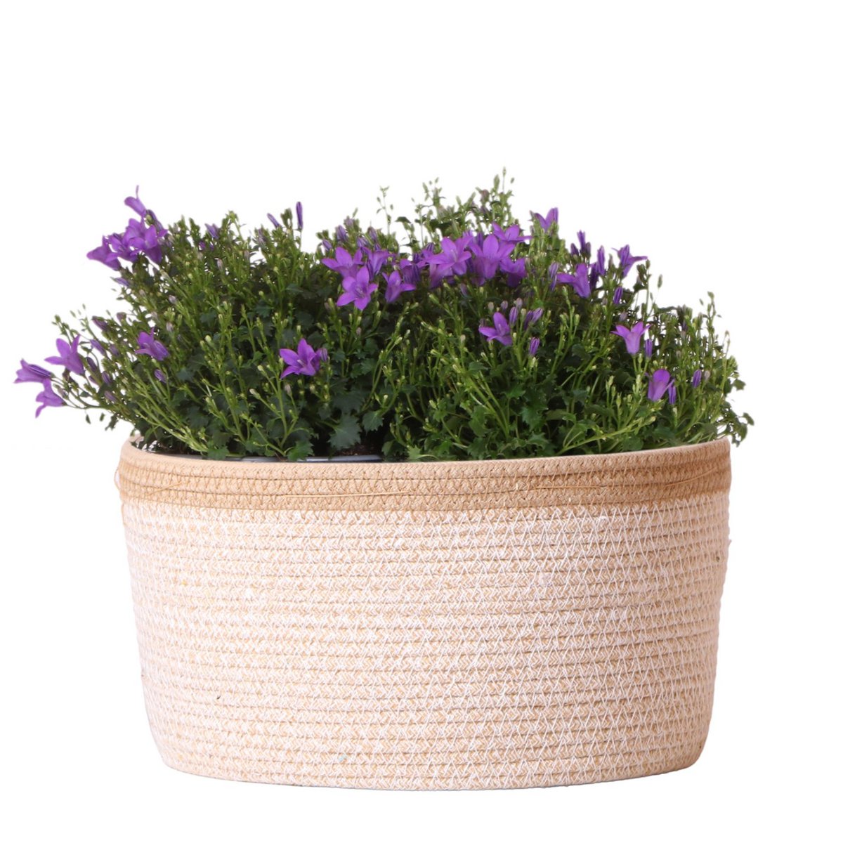 Campanula Addenda Ambella Paars in mand met watergeefsysteem 3 stuks 12cm