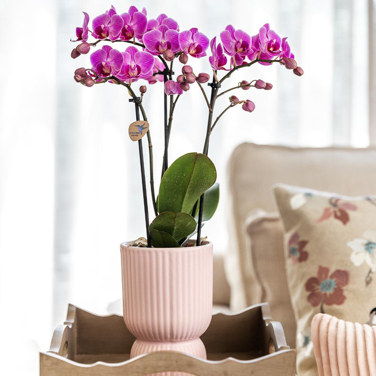Trio Set Elegance sierpot