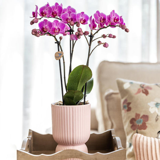 Trio Set Elegance sierpot
