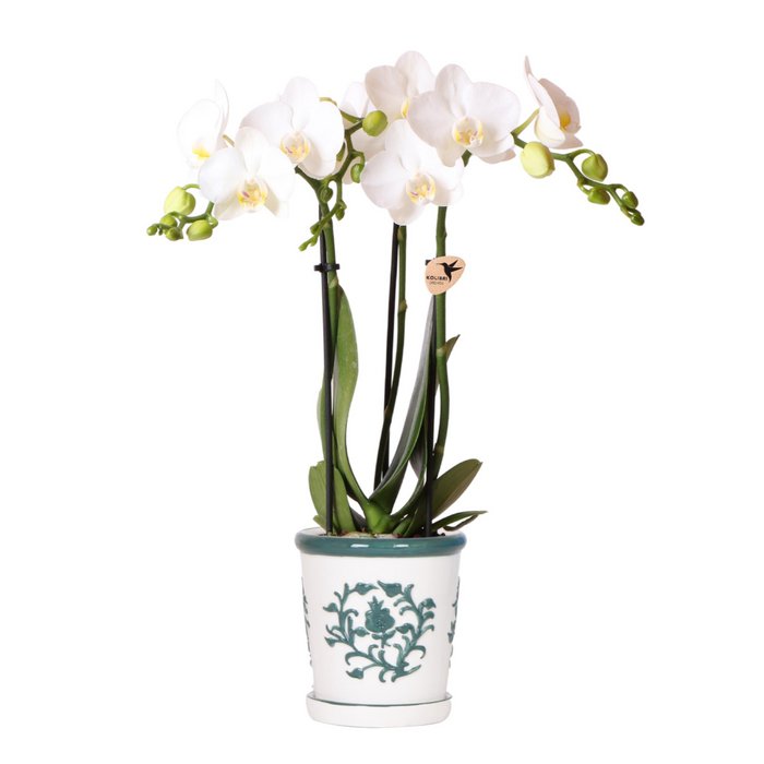 Witte orchidee Dutch Groen sierpot Wit Ø9cm
