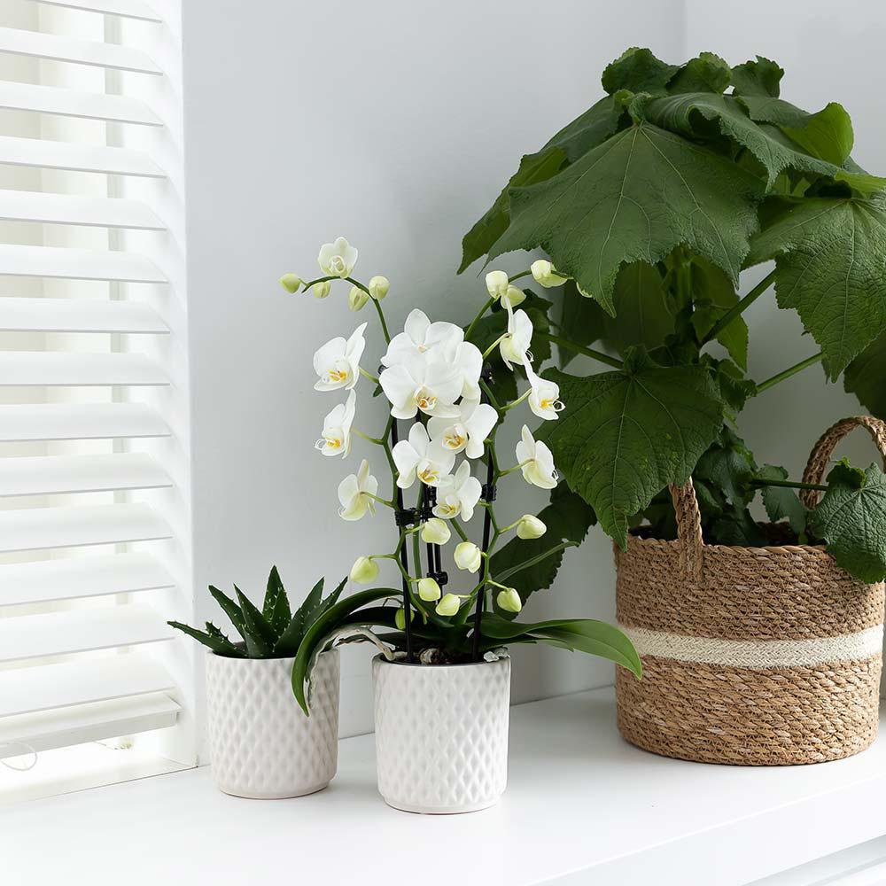 Witte Phalaenopsis Orchidee Ø9cm