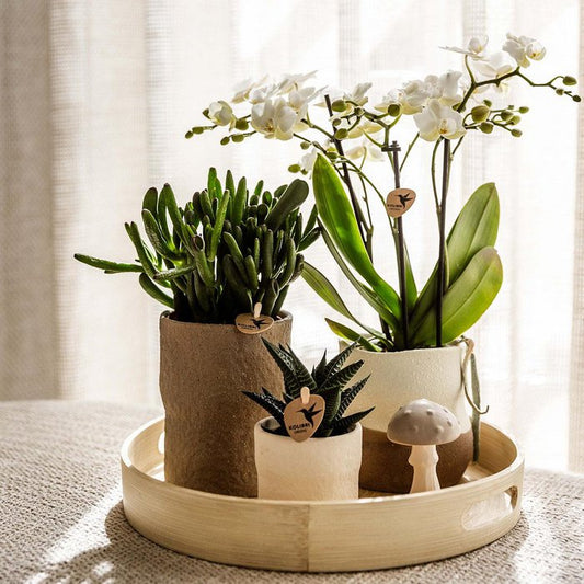 Zen Garden Gift Set Witte Phalaenopsis Orchidee en Succulenten incl. keramieken sierpotten