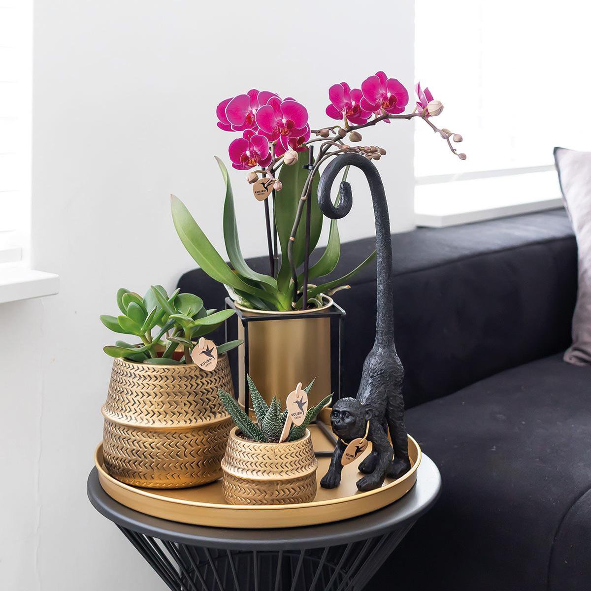 Bundel van 2 paarse phalaenopsis orchideeën potmaat Ø9cm