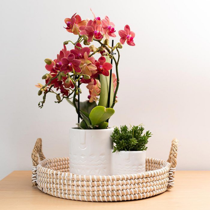 Rode Phalaenopsis orchidee potmaat Ø9cm
