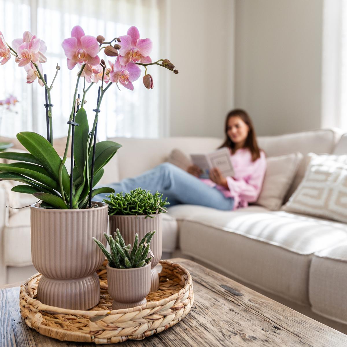 Bundel van 2 oud roze Phalaenopsis orchideeën potmaat Ø12cm