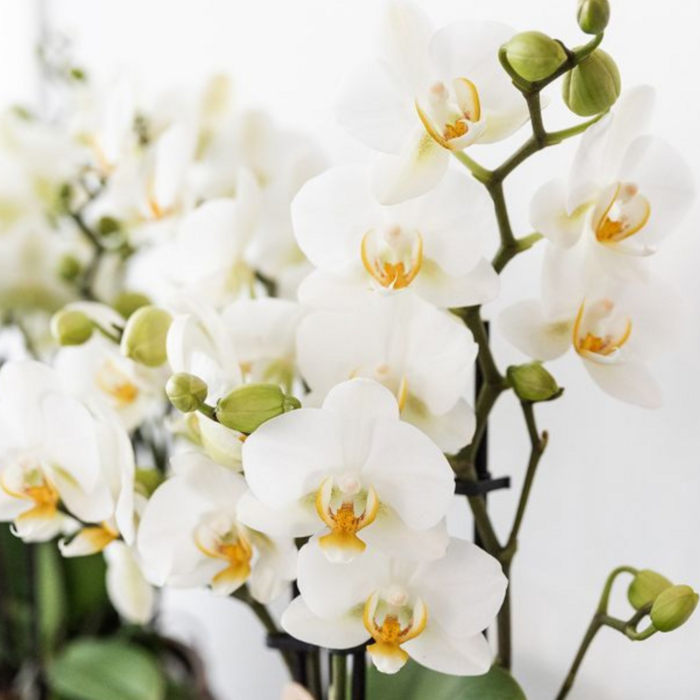 Plantenset Terra Glow Witte Phalaenopsis Orchidee Lausanne en Succulenten incl. keramieken sierpotten