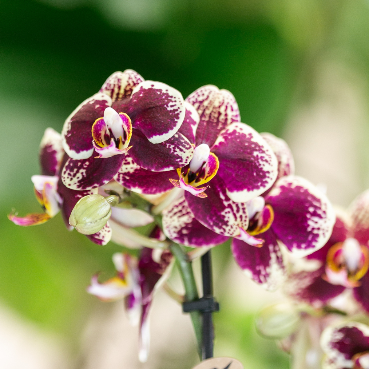 Bundel van 2 geel rode phalaenopsis orchideeën  potmaat Ø9cm