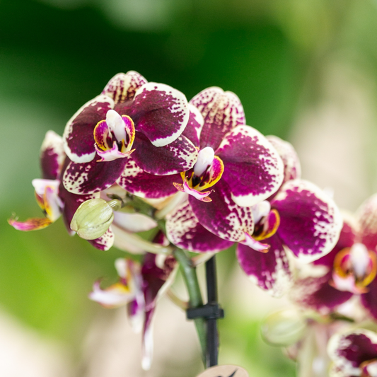 Bundel van 2 geel rode phalaenopsis orchideeën  potmaat Ø9cm