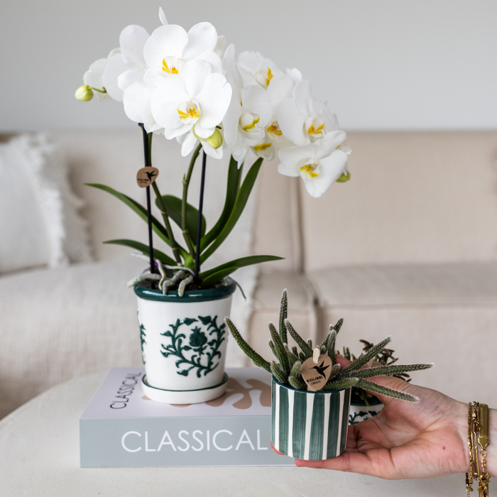 Set van witte orchidee Amabilis in Dutch Groen pot en Painting Sierpot  Ø9cm & Ø6cm
