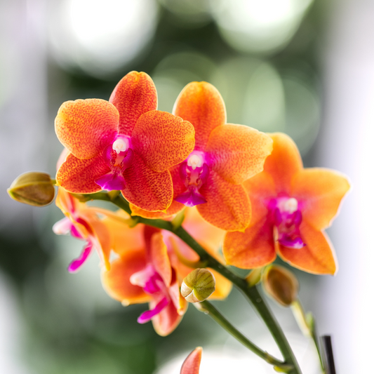 Bundel van 4 geurende oranje Phalaenopsis orchideeën potmaat Ø12cm