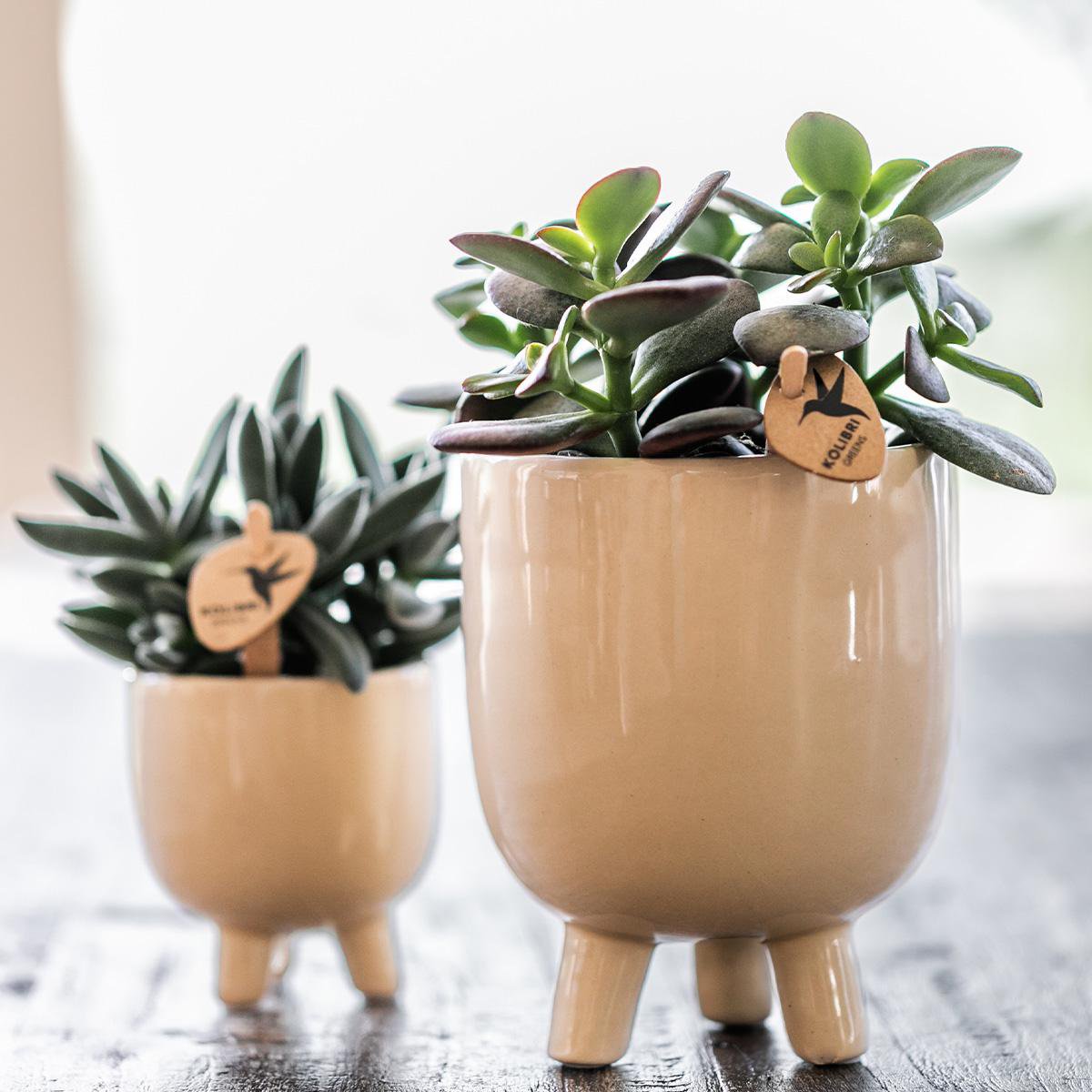 Rode Phalaenopsis orchidee pot travertine  Ø9cm