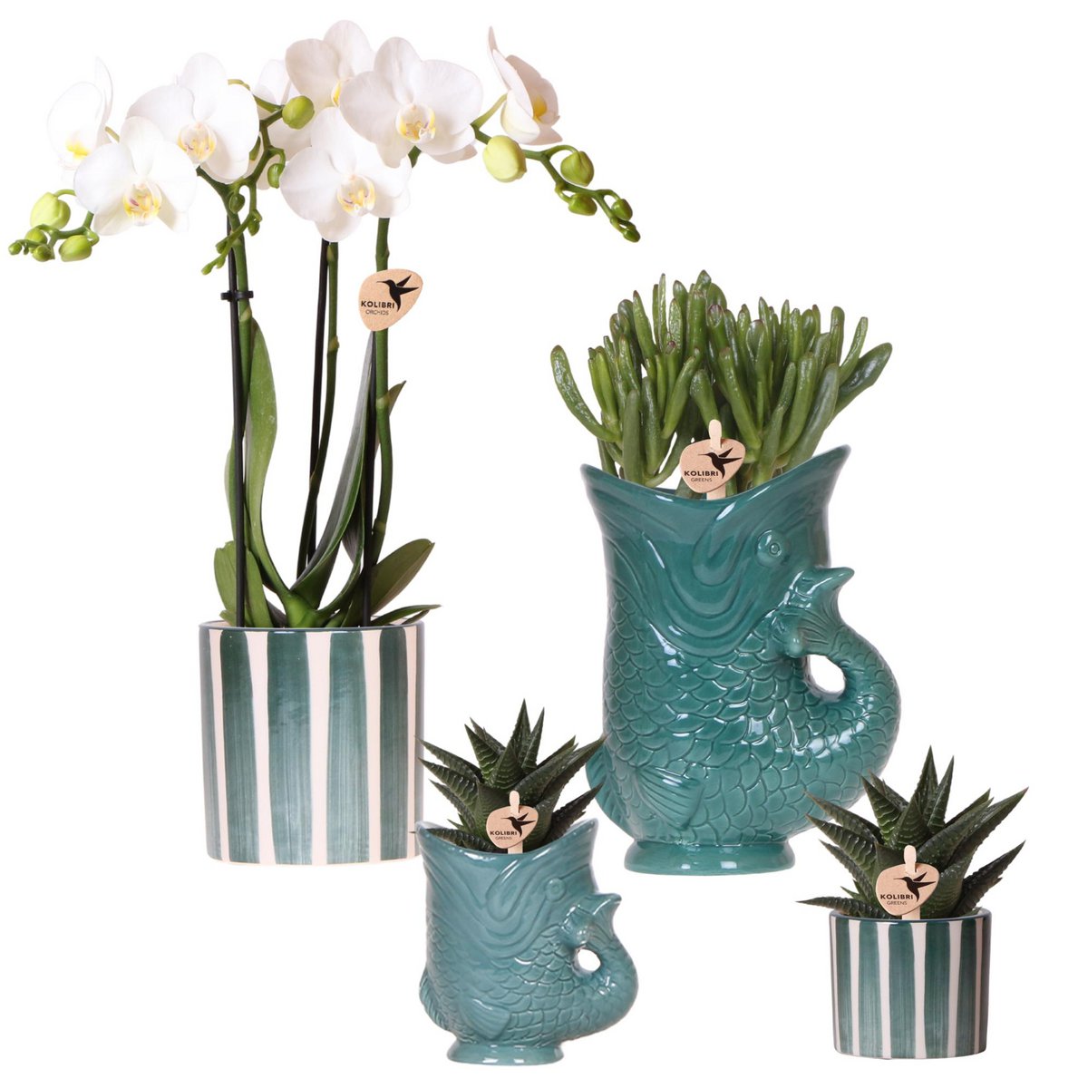 Planten Set van 4 met Turquoise Sierpot Orchidee & Succulent Mix Ø9cm en Ø6cm