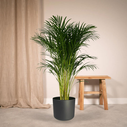 Dypsis Lutescens Areca Palm Kamerplant  Ø24cm - H120cm