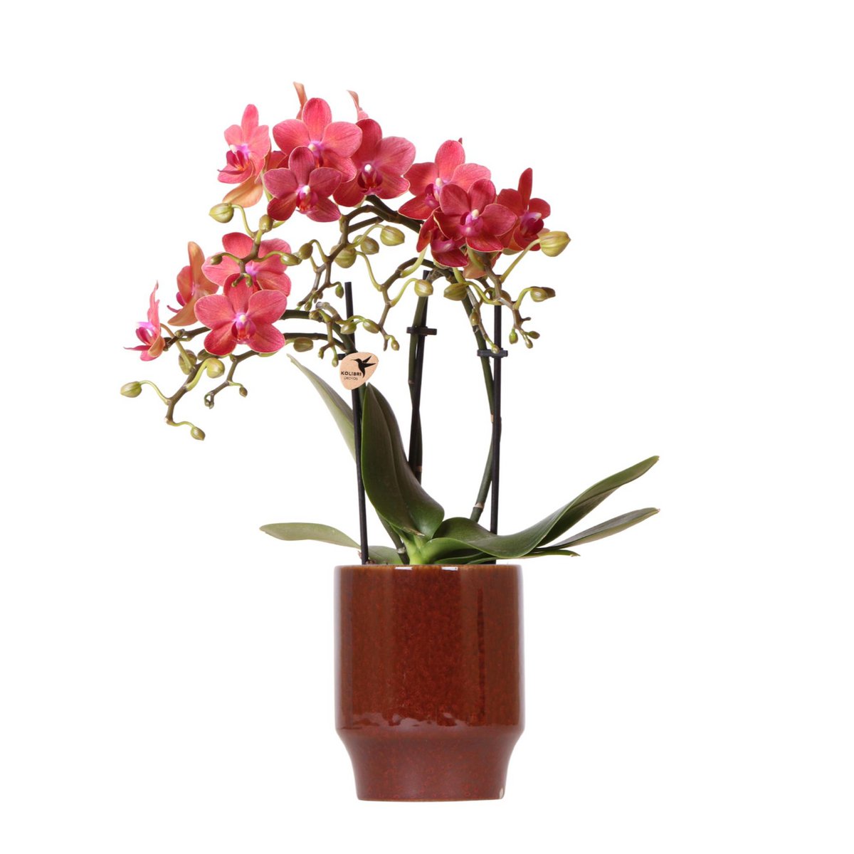 Rode Phalaenopsis orchidee Trendy Cherry Red Potmaat Ø9cm