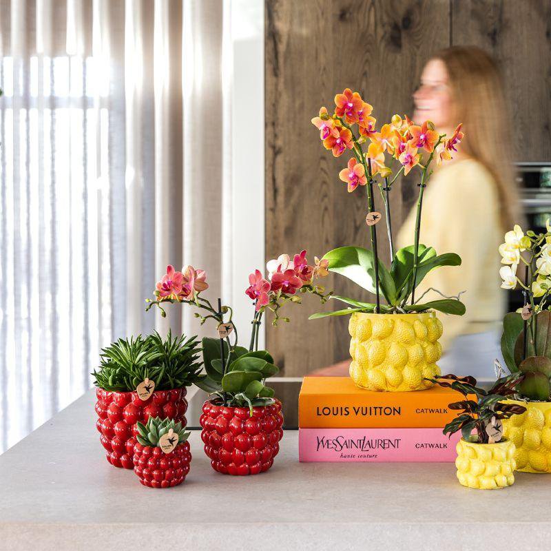 Plantenset Rode Phalaenopsis Orchidee en Succulenten incl. keramieken Berry sierpotten