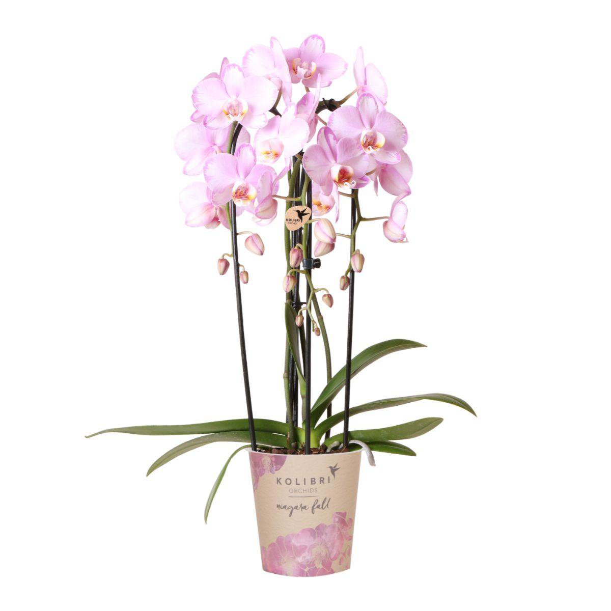 Roze Phalaenopsis Orchidee Ø12cm