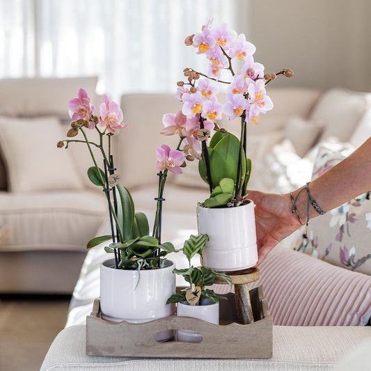 Roze phalaenopsis orchidee Pastel pot White potmaat Ø9cm