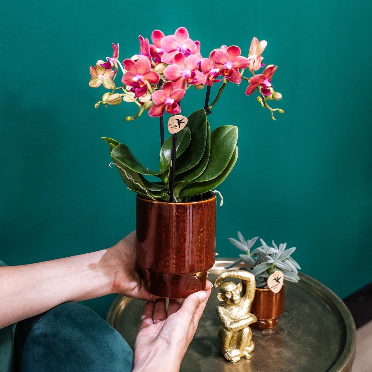 Rode Phalaenopsis orchidee Trendy Cherry Red Potmaat Ø9cm