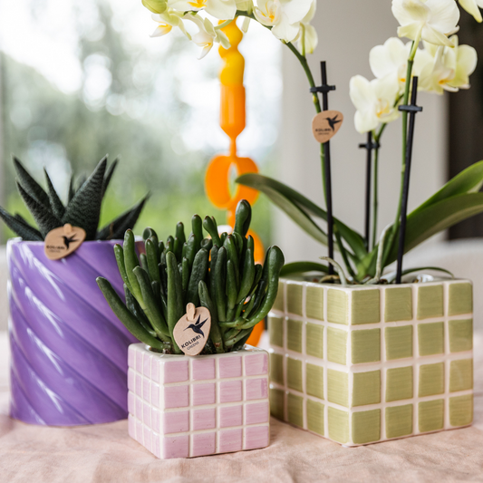 Gele phalaenopsis orchidee in Green Cube sierpot Ø9cm