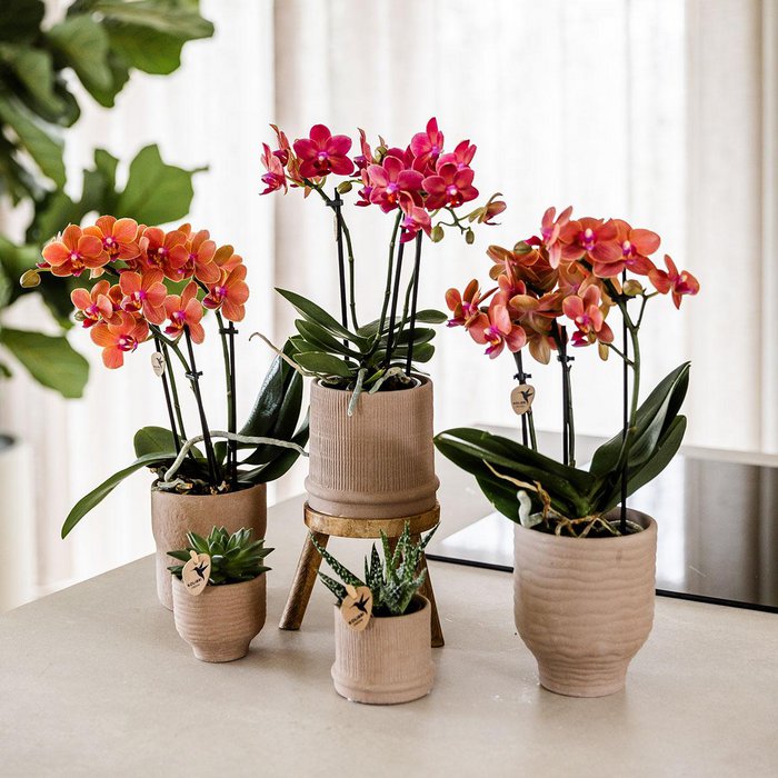 Rode orchidee Passion Sierpot Ø9cm