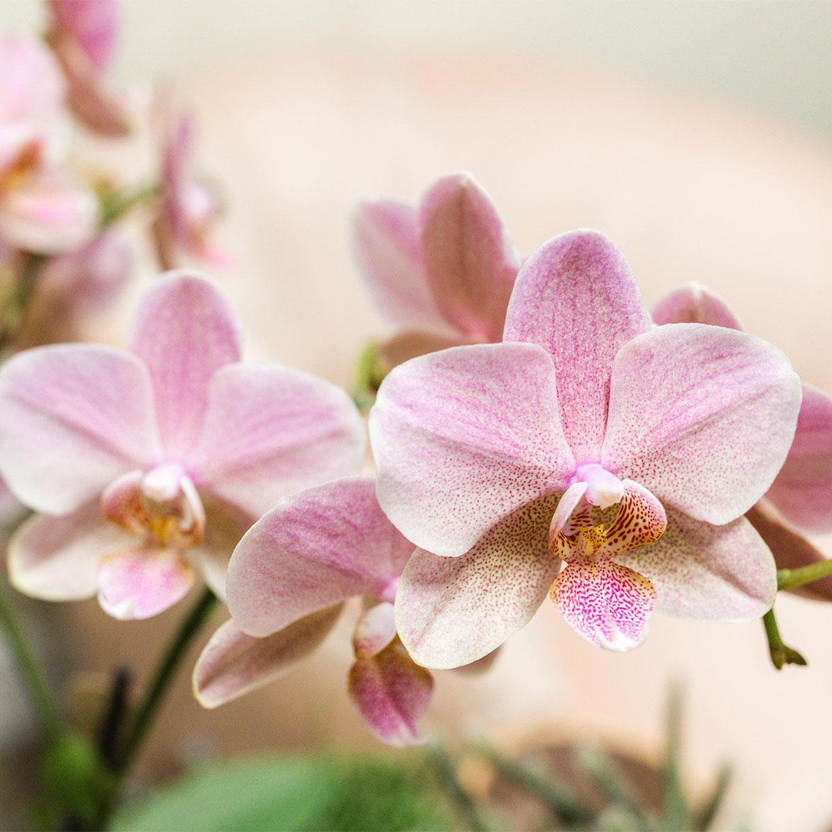 Bundel van 2 oud roze Phalaenopsis orchideeën potmaat Ø12cm