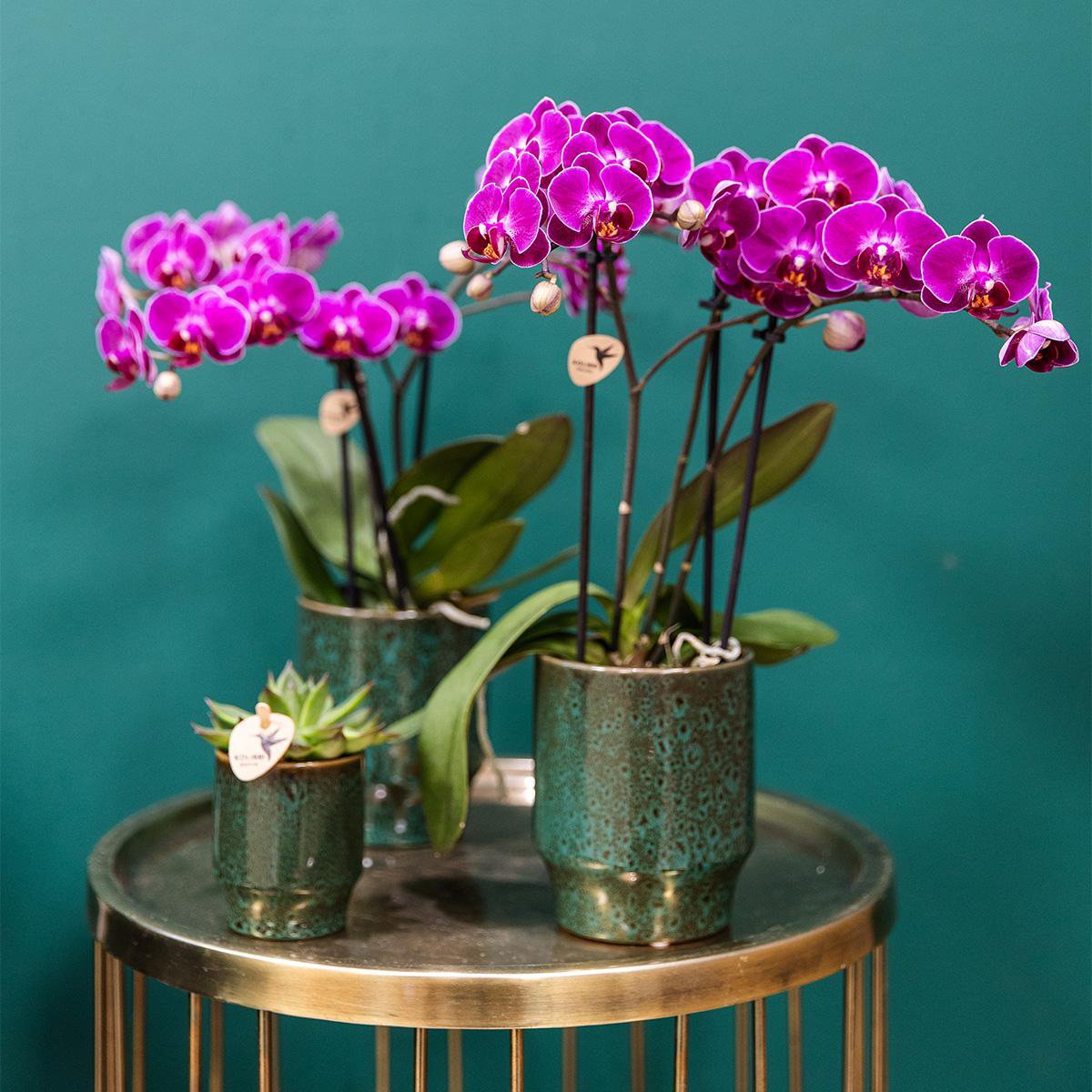 Paarse phalaenopsis orchidee Classy Green potmaat Ø9cm