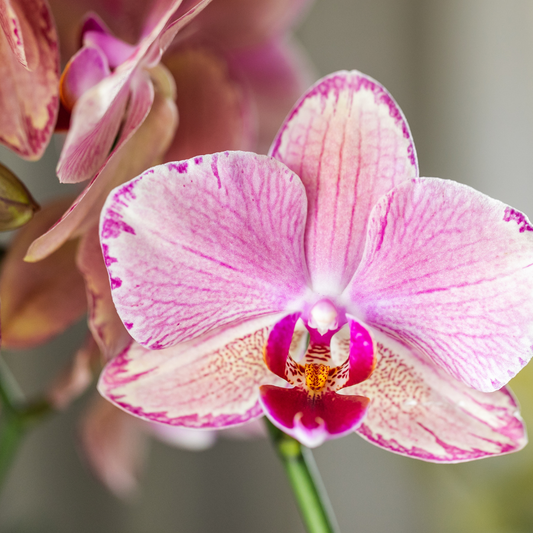 Bundel van 4 Phalaenopsis orchideeën Pirate Picotee potmaat Ø12cm