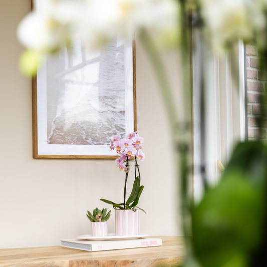 Gift Set van roze orchidee Andorra en succulent in Pink Painting sierpot op cloud plate