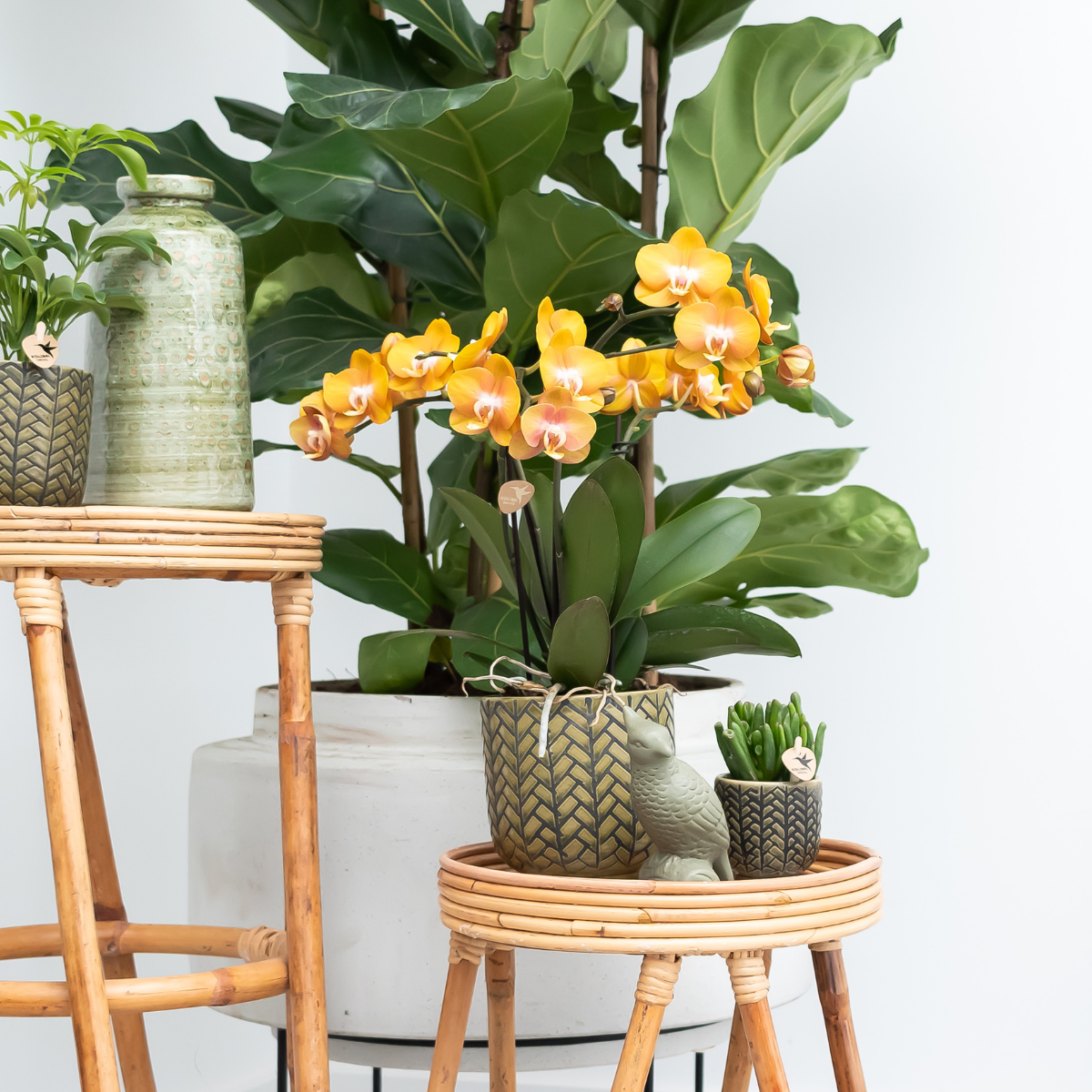 Bundel van 2 Phalaenopsis orchideeën  potmaat Ø12cm