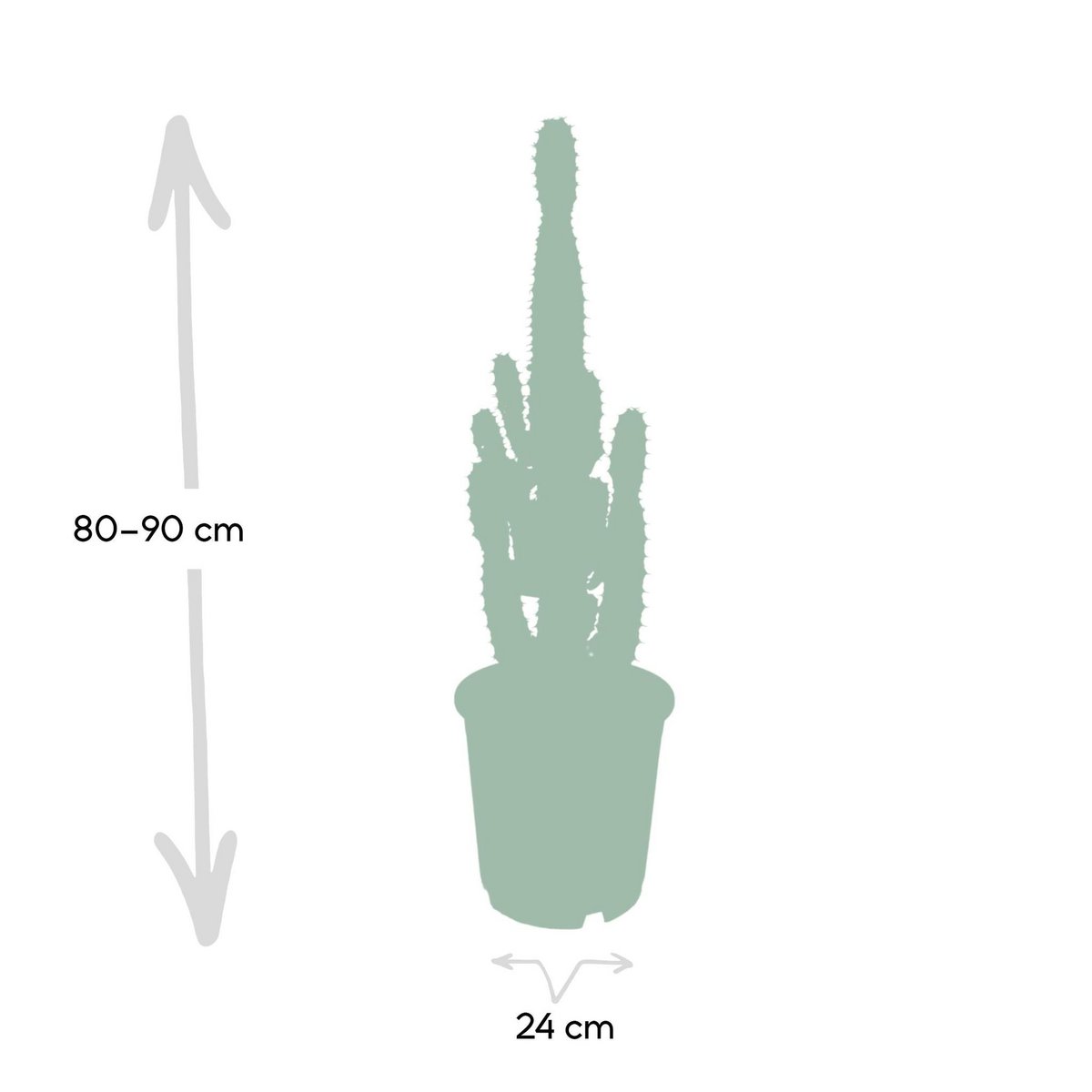 Euphorbia Acruensis Cactus Ø24cm - ↕60cm