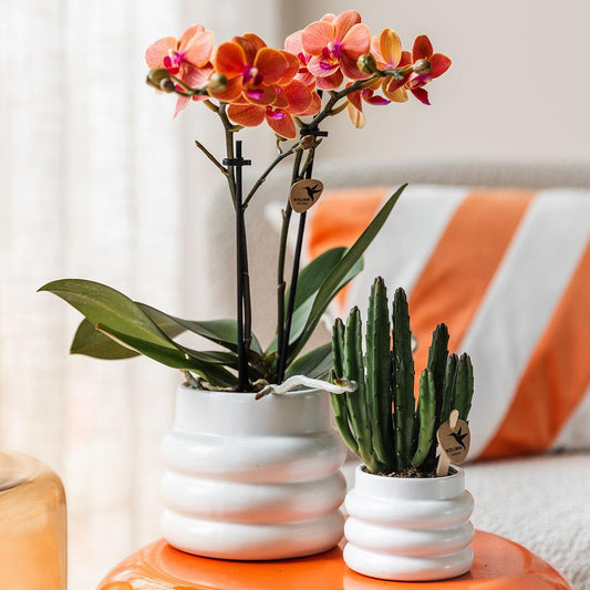Oranje Phalaenopsis orchidee Bubble pot White potmaat Ø9cm