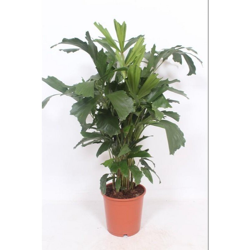 Caryota Mitis Ø24cm - ↕110cm