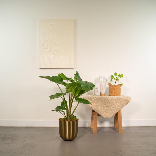Alocasia Portodora Ø21cm - H80cm