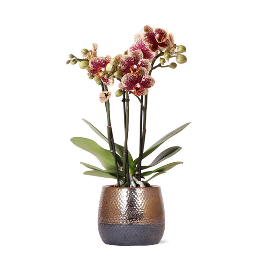 Geel Rode Phalaenopsis orchidee luxe koperen pot Ø9cm