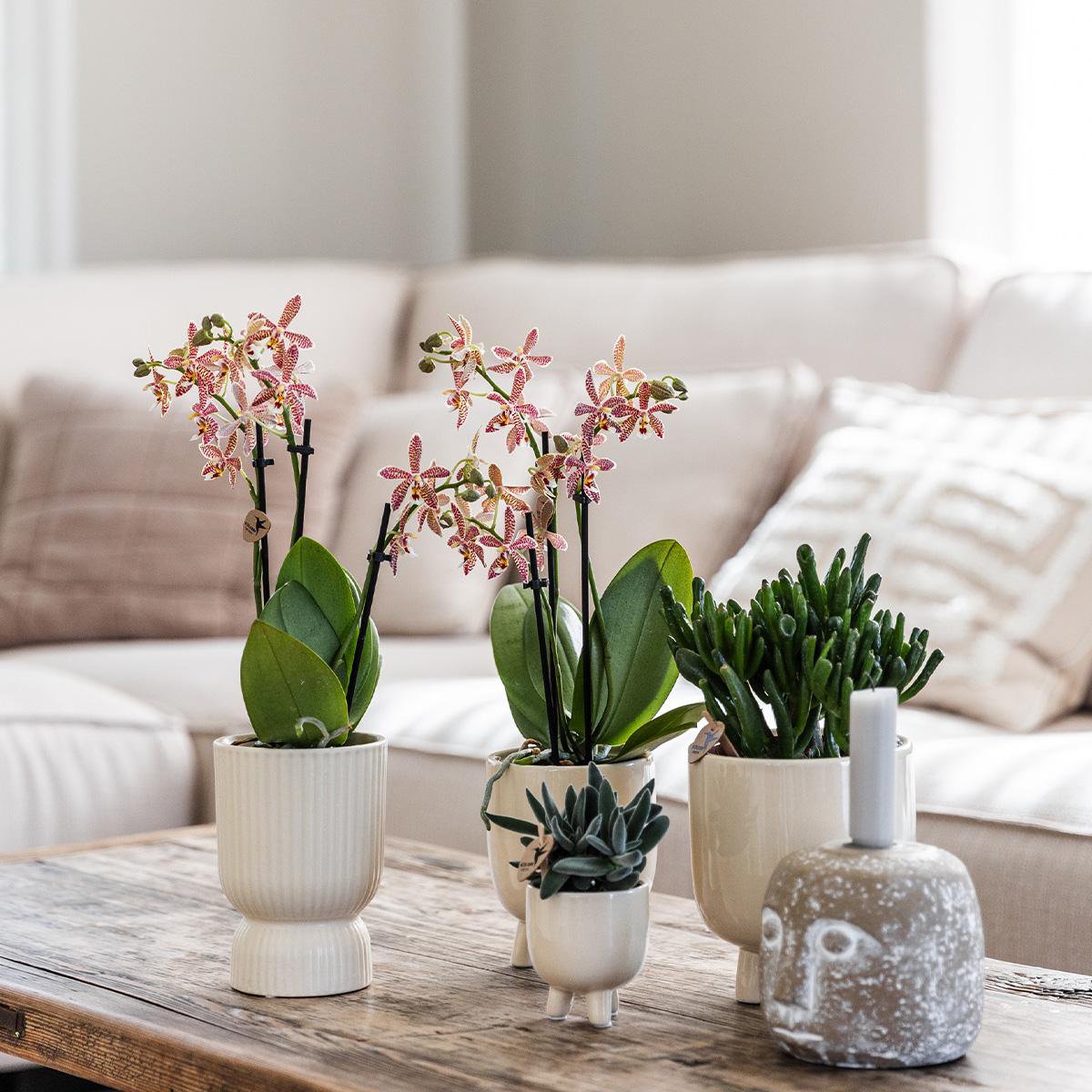 Rode Phalaenopsis orchidee pot travertine  Ø9cm