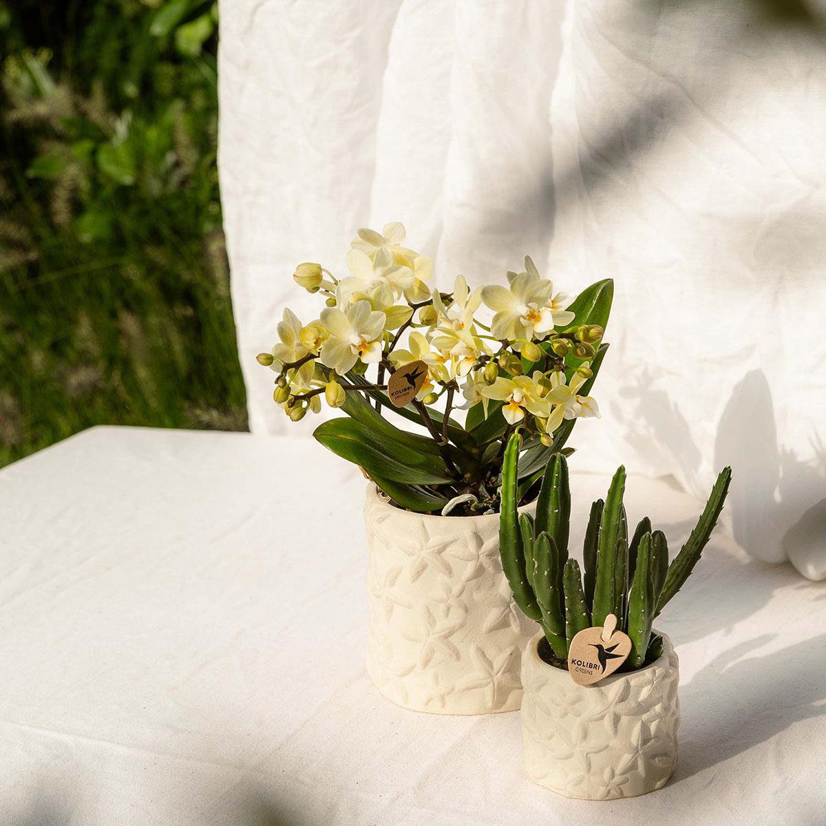 Zeesterren sierpot Keramiek Off White Ø9cm